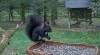 makov 5 oktober zwarte eekhoorn 2.PNG