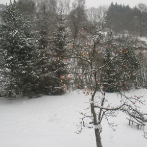 onze tuin,kerst 2009