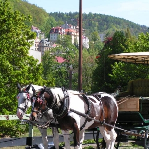 Karlovy Vary - Paardenkoets